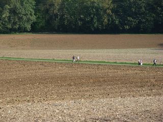 traceverte2010.jpg